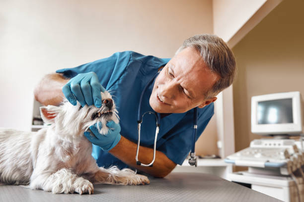 Best After-Hours Dental Trauma Care in Scottsdale, AZ